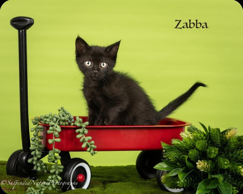 Zabba, Adoptable, Kitten Male Domestic Short Hair.