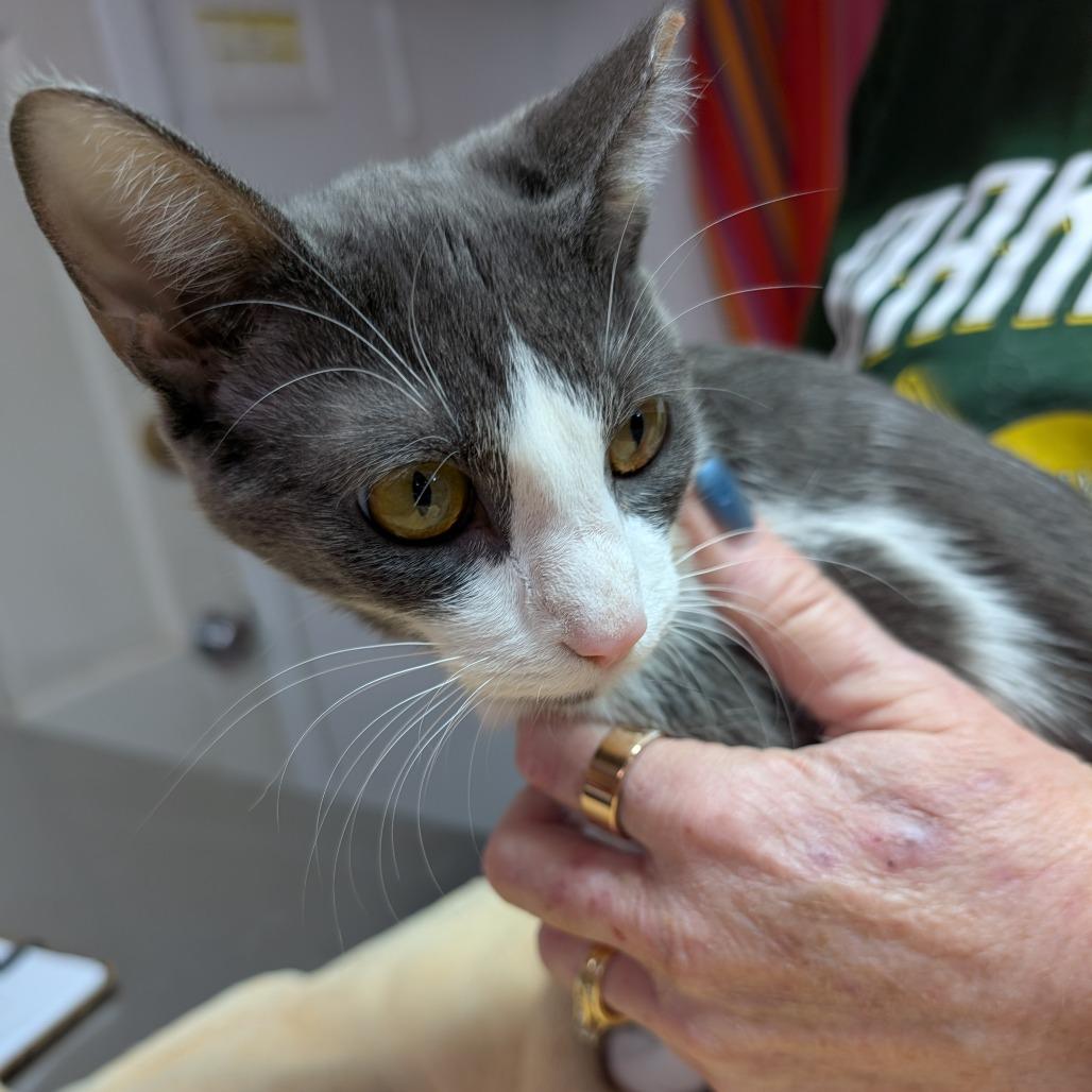 Enlarge Apple, a Adoptable Domestic Short Hair in Leander, TX image 1/1