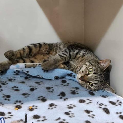 Enlarge Mary, a ADOPTABLE Domestic Short Hair in East Brunswick, NJ image 2/5