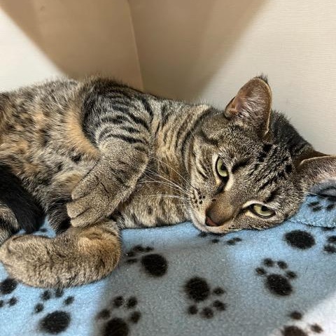 Enlarge Mary, a ADOPTABLE Domestic Short Hair in East Brunswick, NJ image 4/5