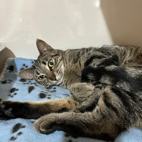 Mary, ADOPTABLE, Adult Female Domestic Short Hair.