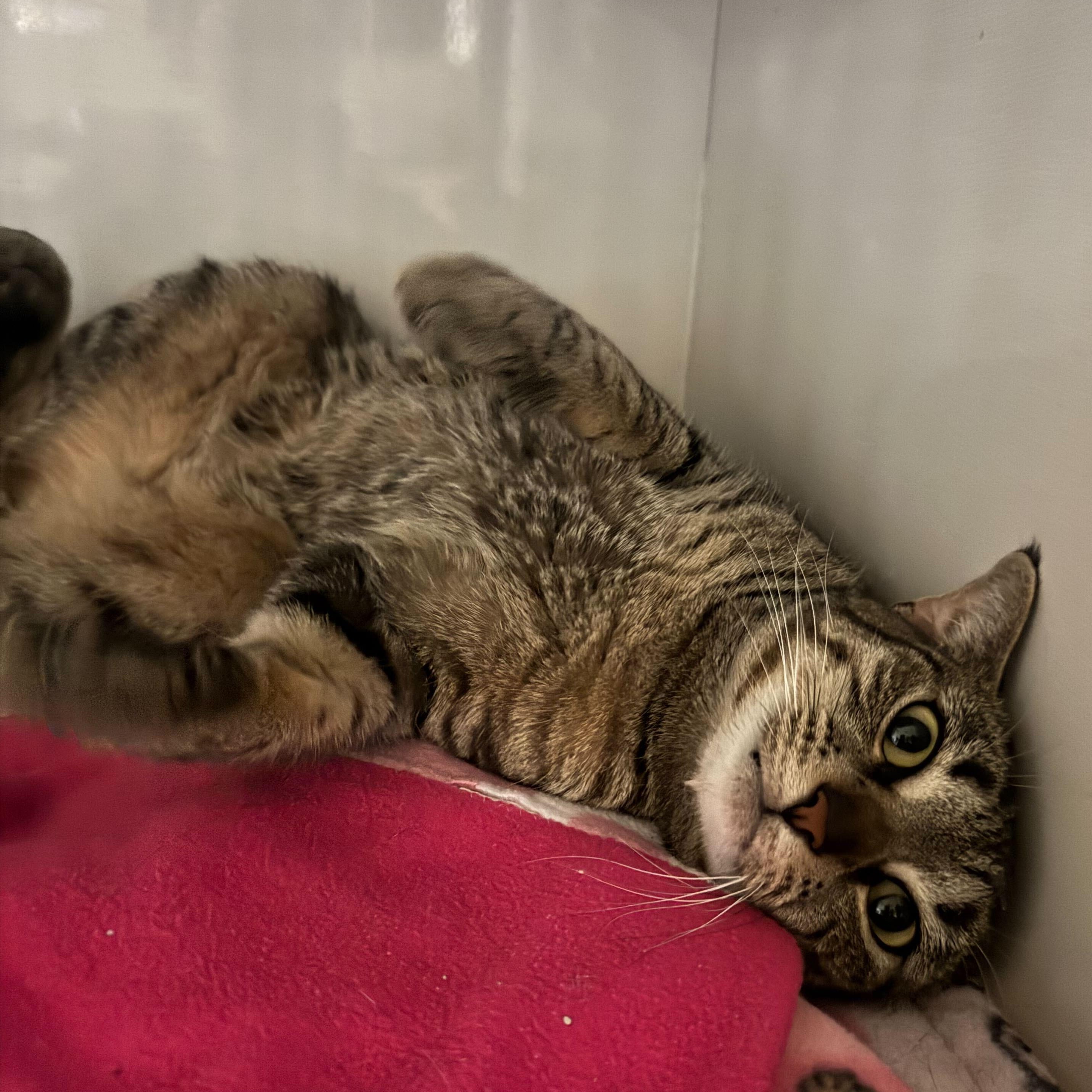 Enlarge Mary, a ADOPTABLE Domestic Short Hair in East Brunswick, NJ image 5/5