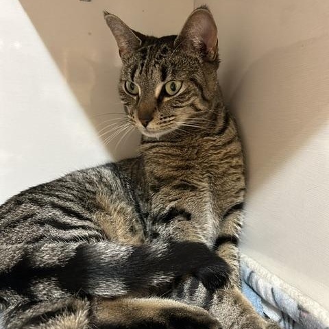 Enlarge Mary, a ADOPTABLE Domestic Short Hair in East Brunswick, NJ image 3/5
