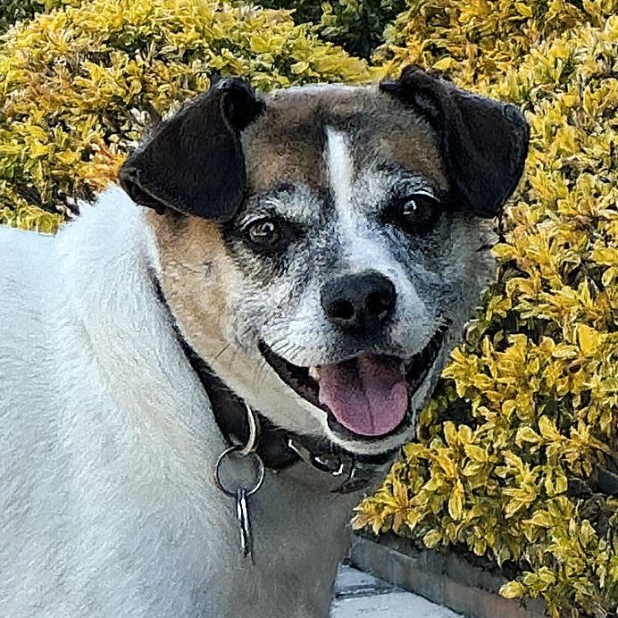 Oskar, a Adoptable mixed breed in Wichita, KS image 3/6