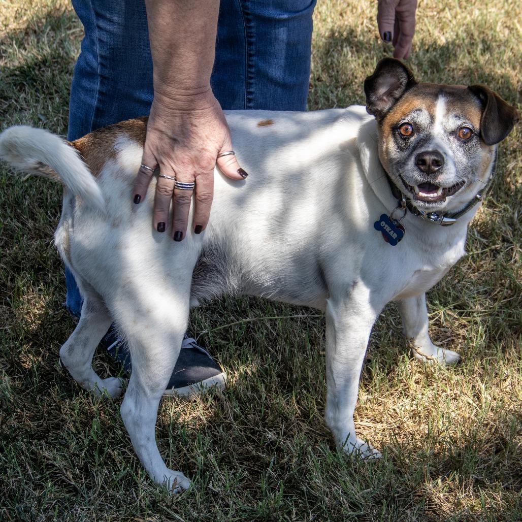 Oskar, a Adoptable mixed breed in Wichita, KS image 4/6