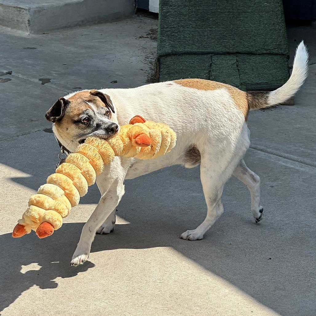 Oskar, a Adoptable mixed breed in Wichita, KS image 5/6