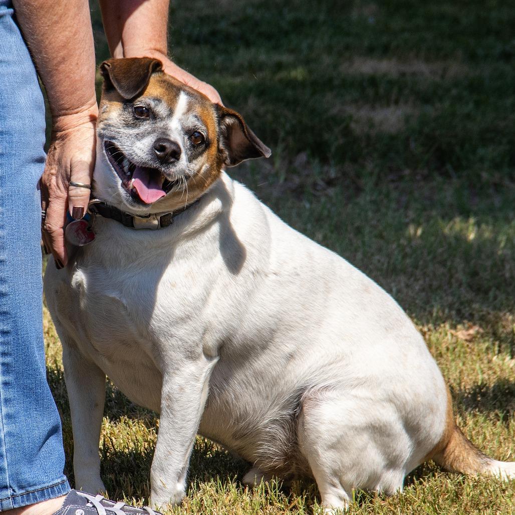Oskar, a Adoptable mixed breed in Wichita, KS image 6/6