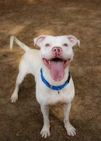 Cuervo 63146, Adoptable, Adult Male Mixed Breed & Mixed Breed.