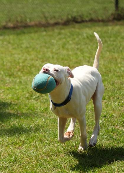 Enlarge Cuervo 63146, a Adoptable mixed breed in Aiken, SC image 2/3