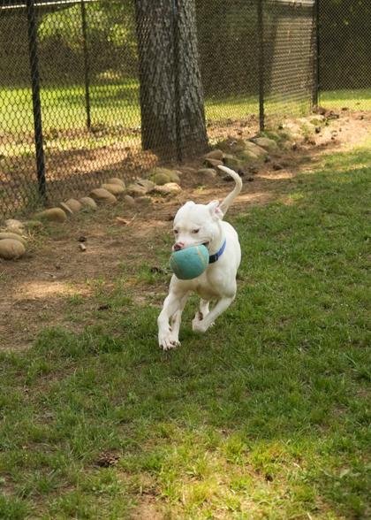 Enlarge Cuervo 63146, a Adoptable mixed breed in Aiken, SC image 3/3