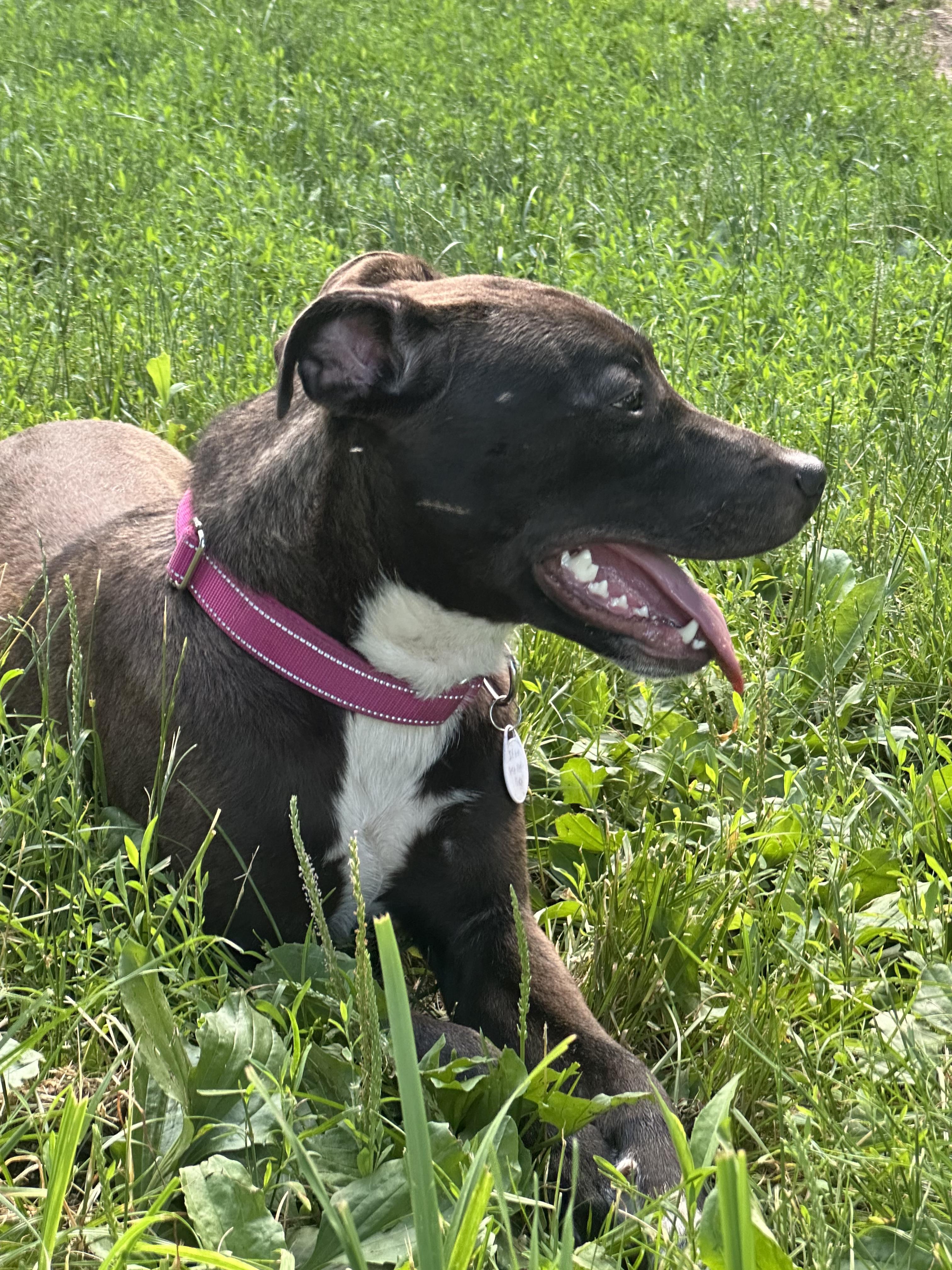 Patsy, a Adoptable mixed breed in CHURCHVILLE, NY image 2/5