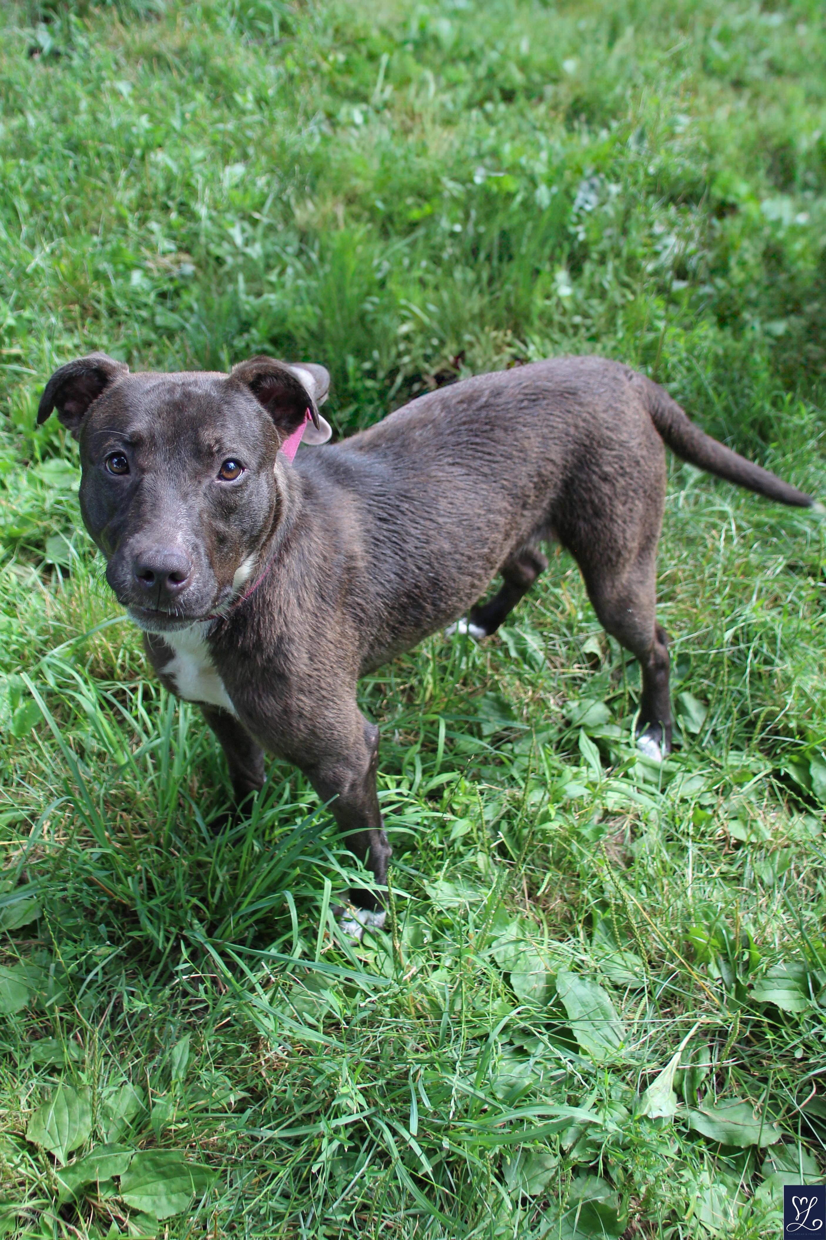 Patsy, a Adoptable mixed breed in CHURCHVILLE, NY image 3/5