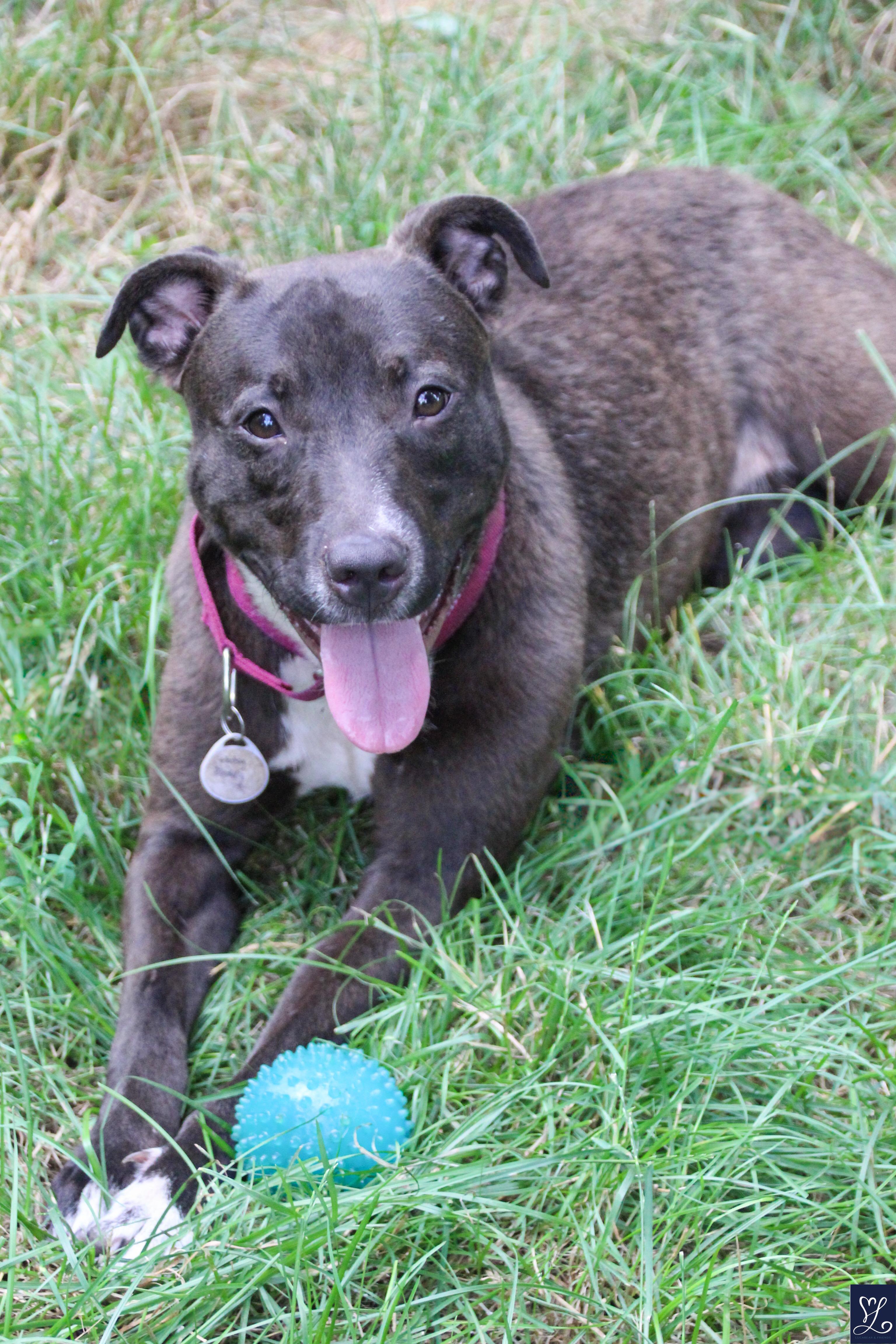 Patsy, a Adoptable mixed breed in CHURCHVILLE, NY image 1/5