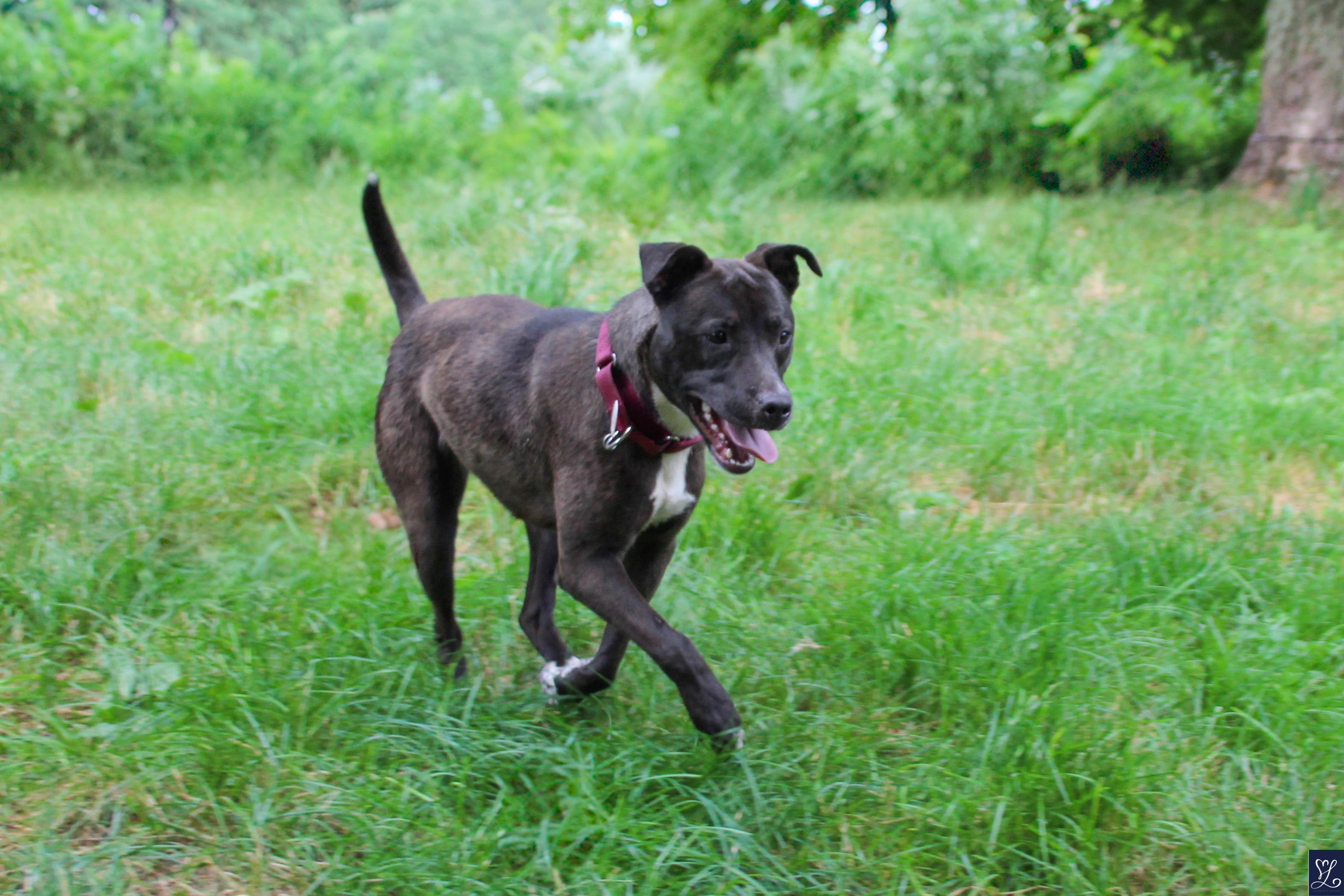 Patsy, a Adoptable mixed breed in CHURCHVILLE, NY image 5/5