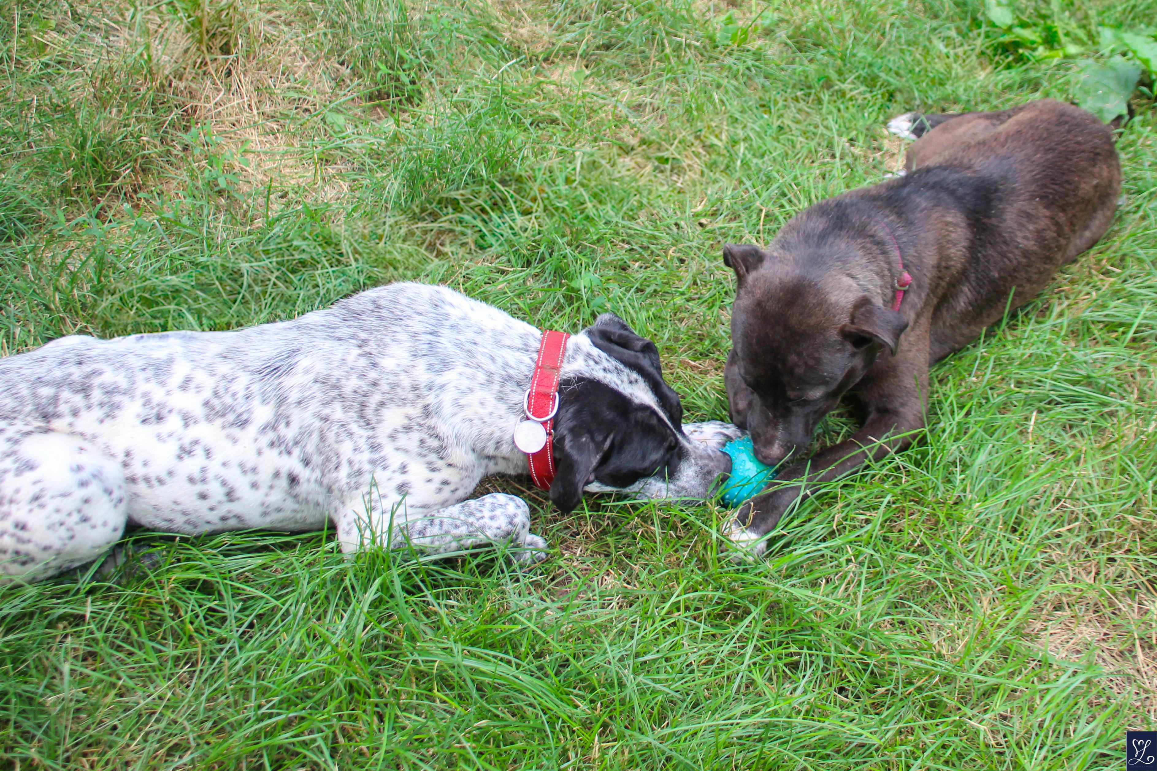 Patsy, a Adoptable mixed breed in CHURCHVILLE, NY image 4/5