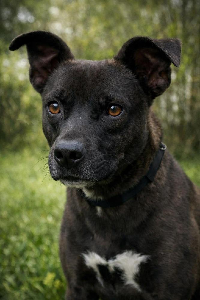 Penn, Adopted, Adult Male Labrador Retriever.