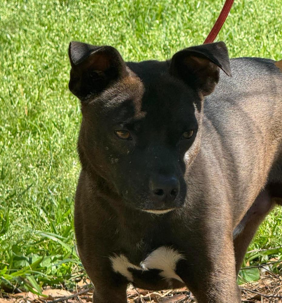 Enlarge Penn, a Adopted mixed breed in Syracuse, NY image 2/6