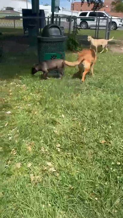 Enlarge Penn, a Adopted mixed breed in Syracuse, NY video 4/6