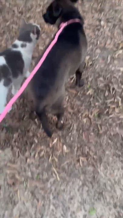 Enlarge Penn, a Adopted mixed breed in Syracuse, NY video 5/6