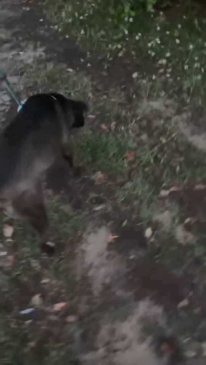 Enlarge Penn, a Adopted mixed breed in Syracuse, NY video 6/6