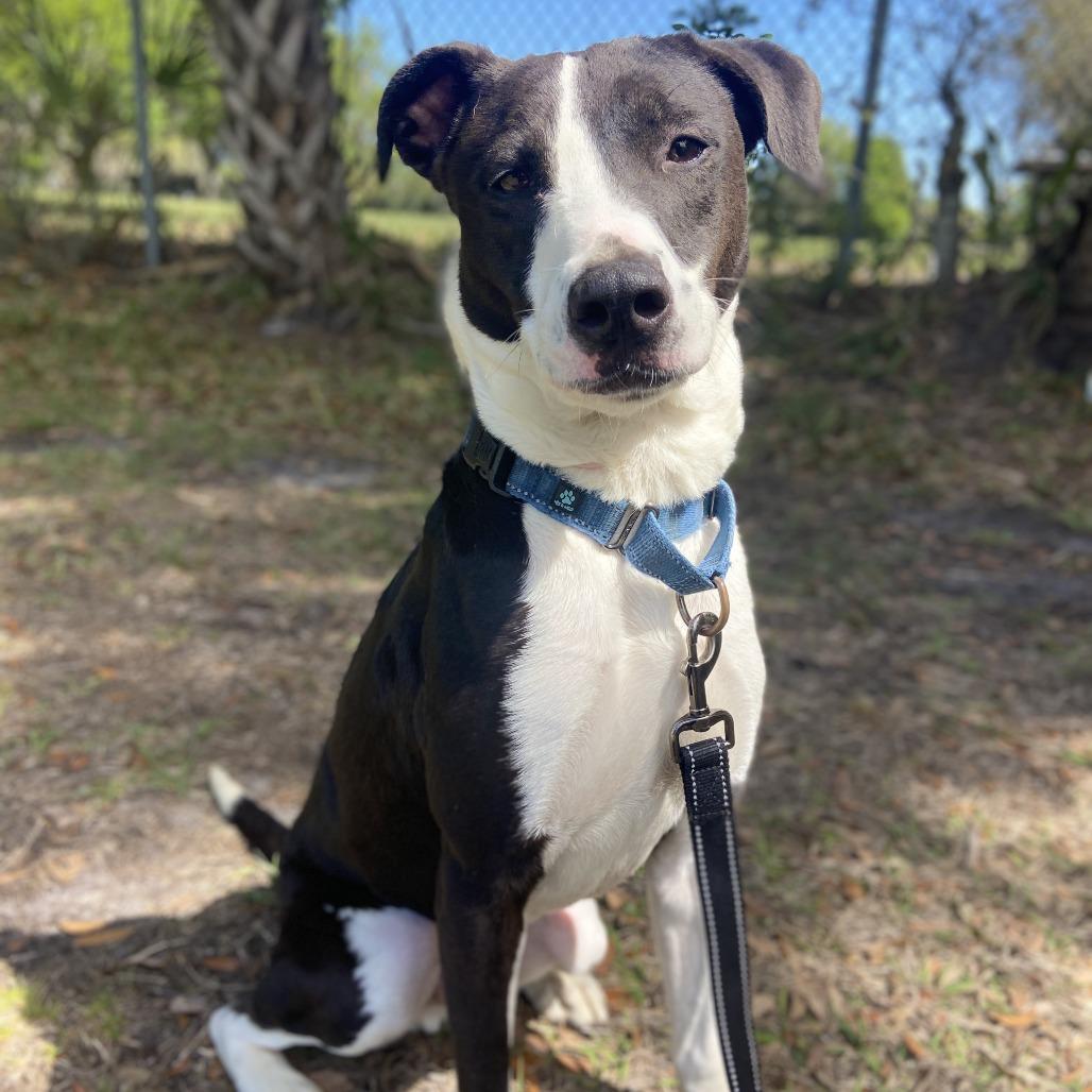 Moby, Adoptable, Adult Male Border Collie.