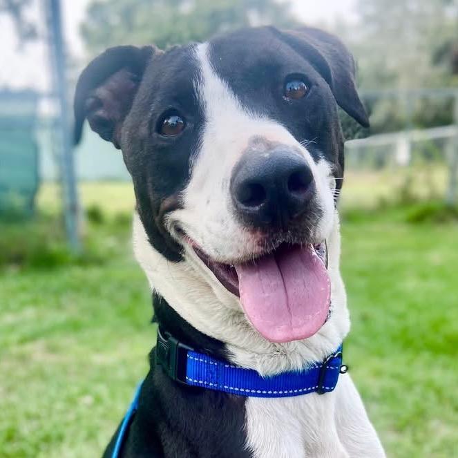 Enlarge Moby, a Adoptable Border Collie in Sarasota, FL image 2/6