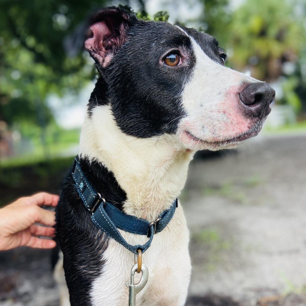 Enlarge Moby, a Adoptable Border Collie in Sarasota, FL image 3/6