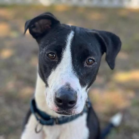 Enlarge Moby, a Adoptable Border Collie in Sarasota, FL image 4/6