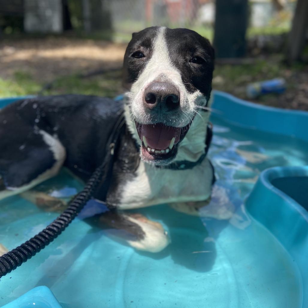 Enlarge Moby, a Adoptable Border Collie in Sarasota, FL image 5/6