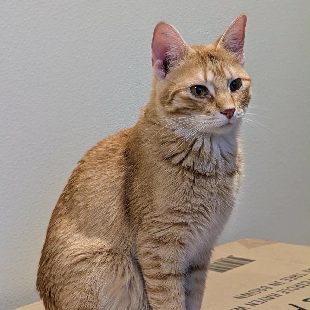 Tito, a Adoptable Domestic Short Hair in Sioux Falls, SD image 2/3
