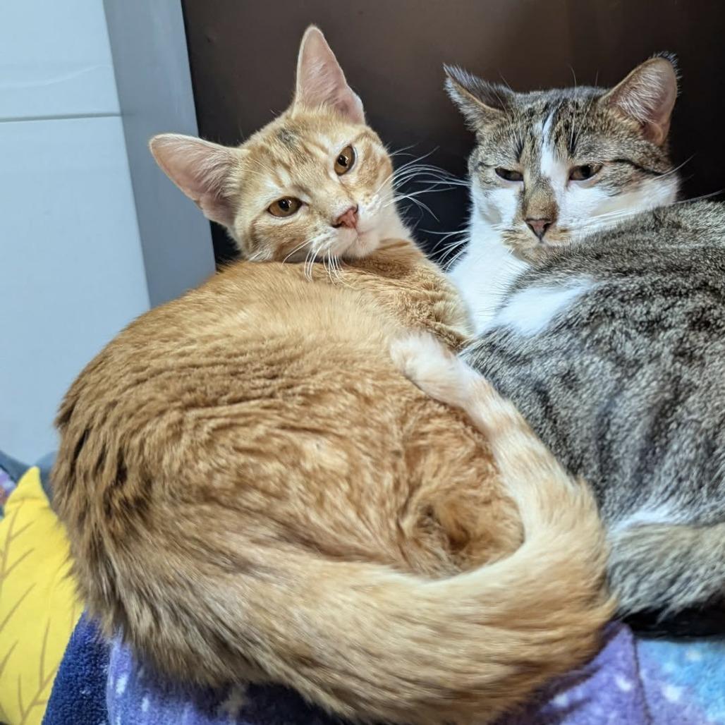 Enlarge Tito, a Adoptable Domestic Short Hair in Sioux Falls, SD image 2/2