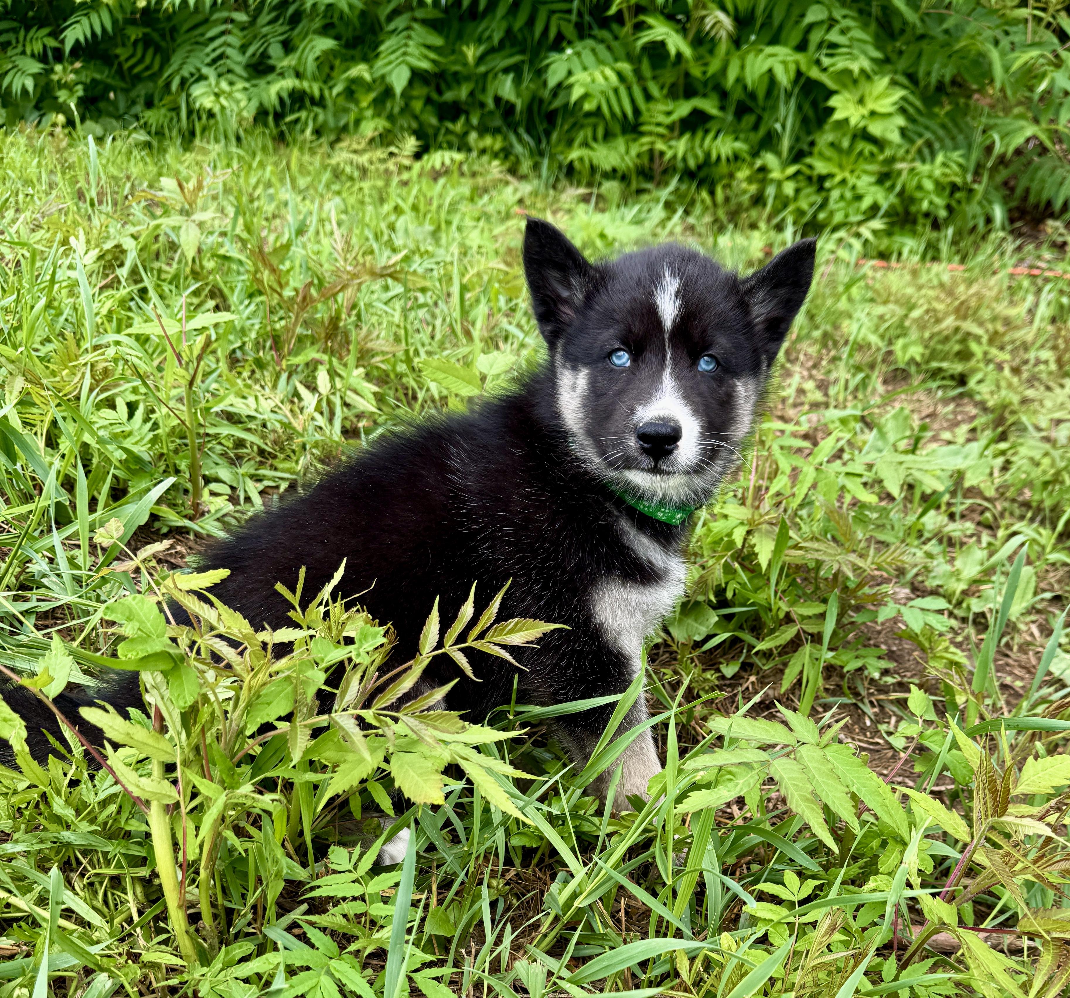 Spartacus, an adopted mixed breed in Hales corners, WI image 2/3