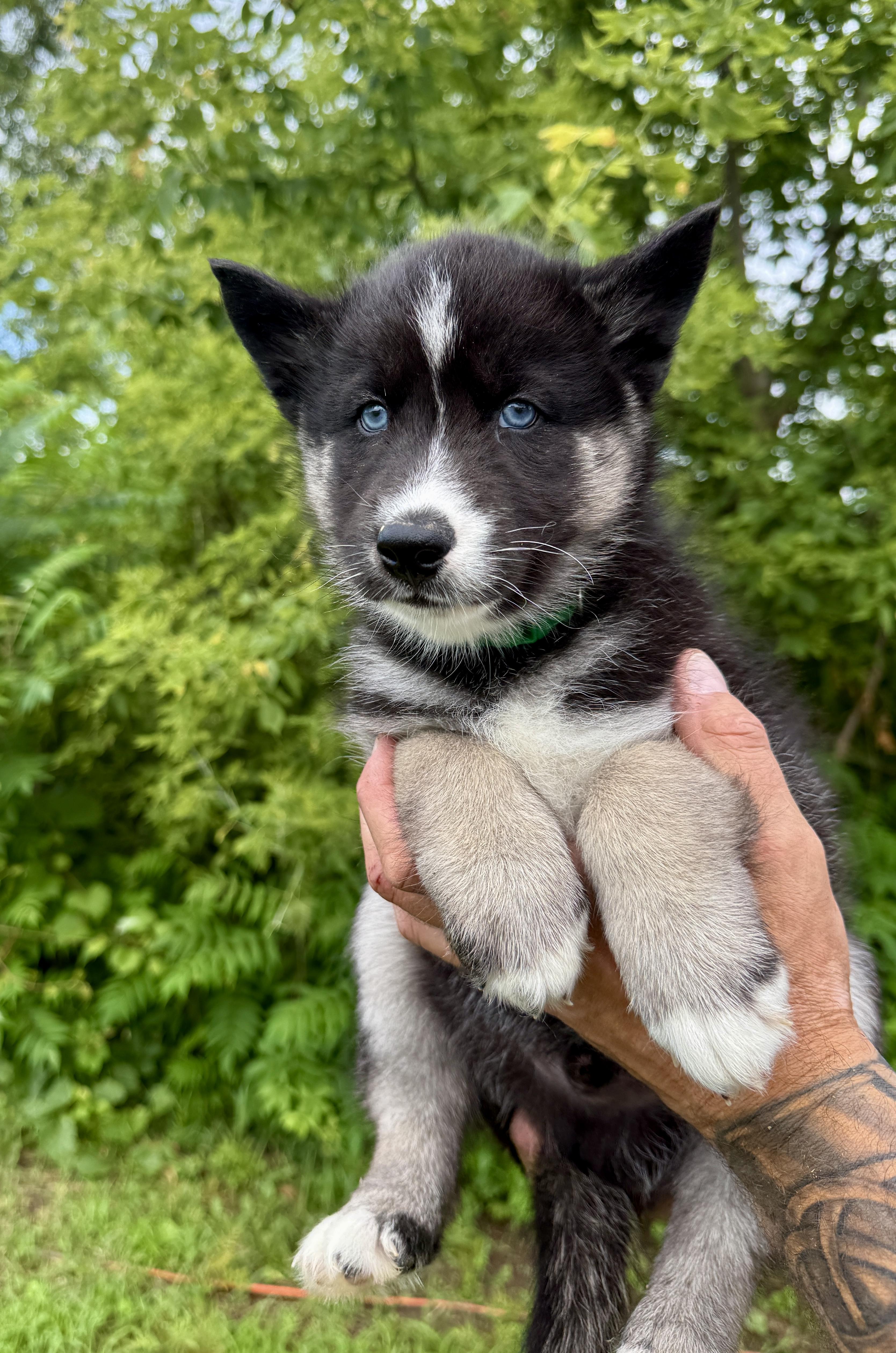Spartacus, an adopted mixed breed in Hales corners, WI image 1/3