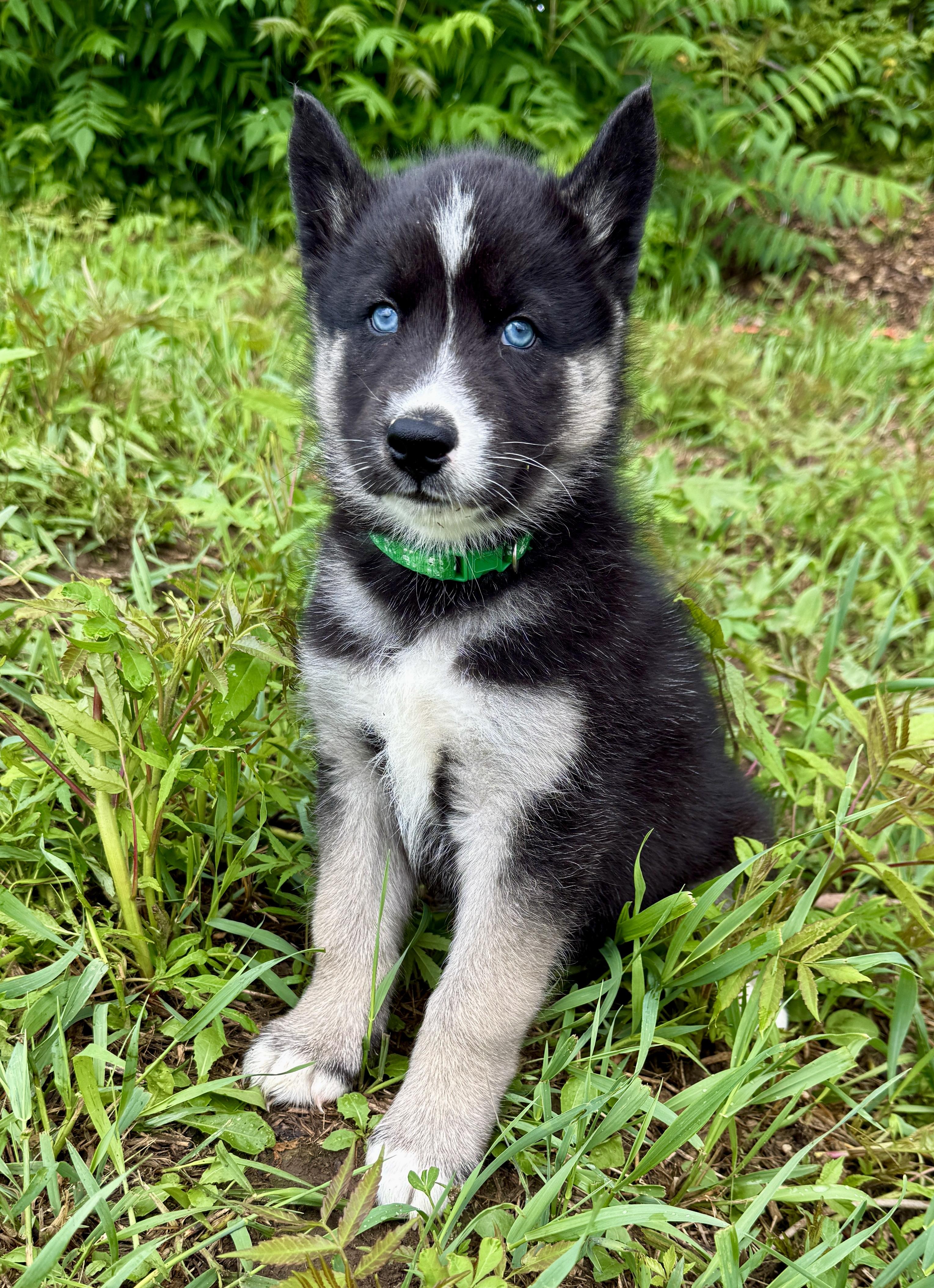 Spartacus, an adopted mixed breed in Hales corners, WI image 3/3