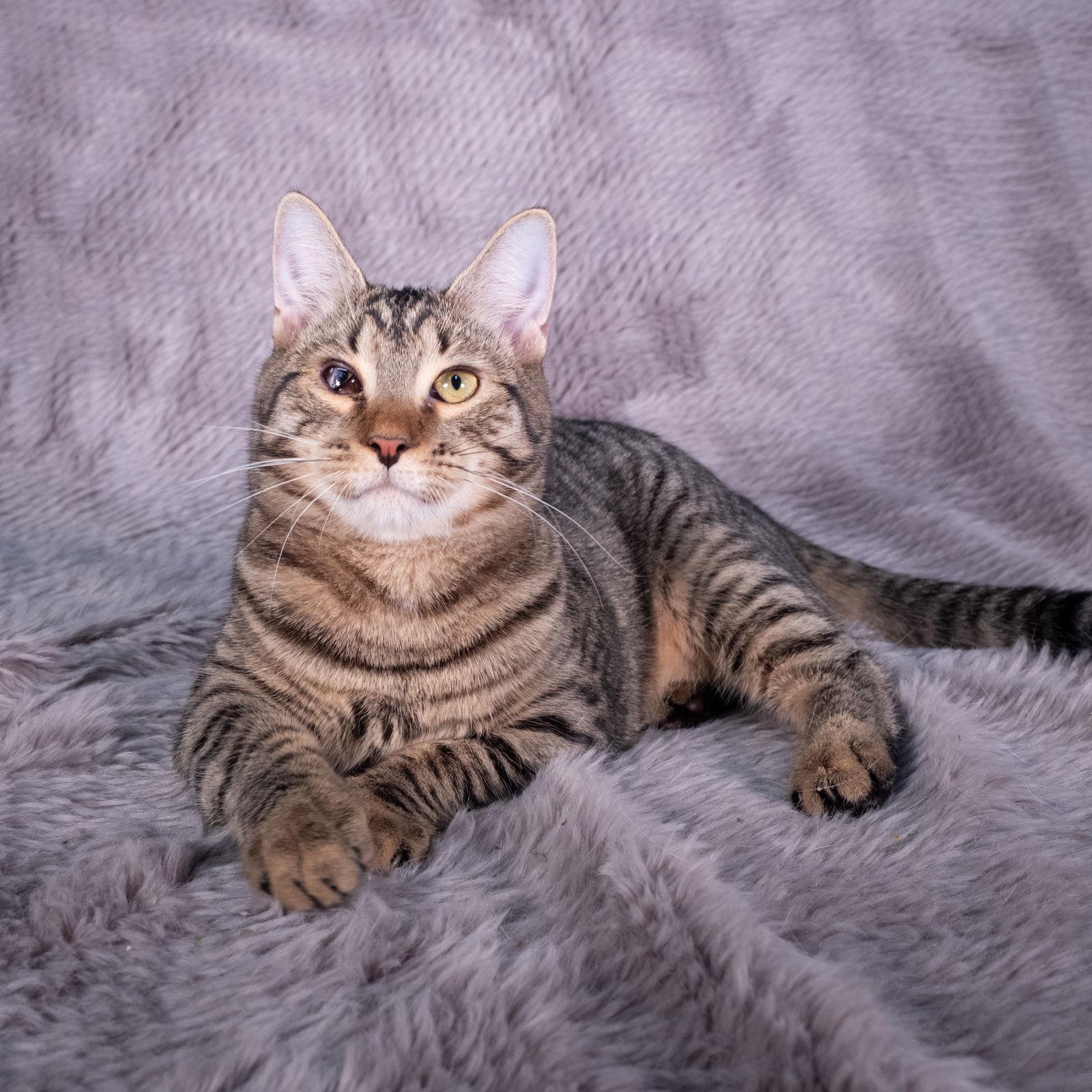 Columbo - Andrea foster, Adoptable, Kitten Male Domestic Short Hair.