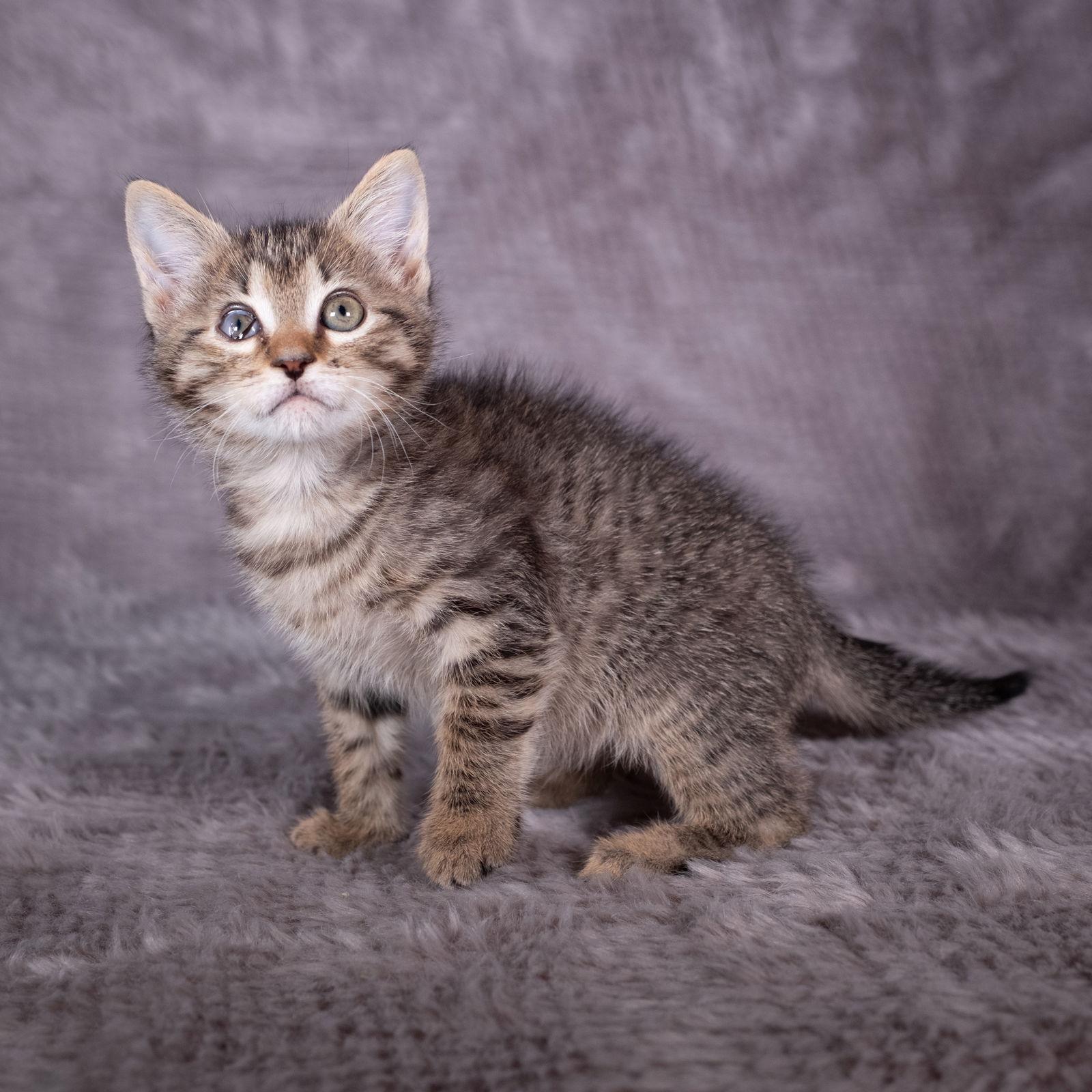 Enlarge Columbo - Andrea foster, a Adoptable Domestic Short Hair in Social Circle, GA image 2/3