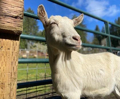 Delilah, Adoptable, Senior Female Goat.