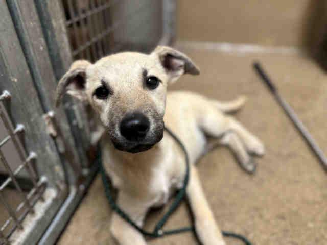 A1946537, Adoptable, Young Male Terrier.