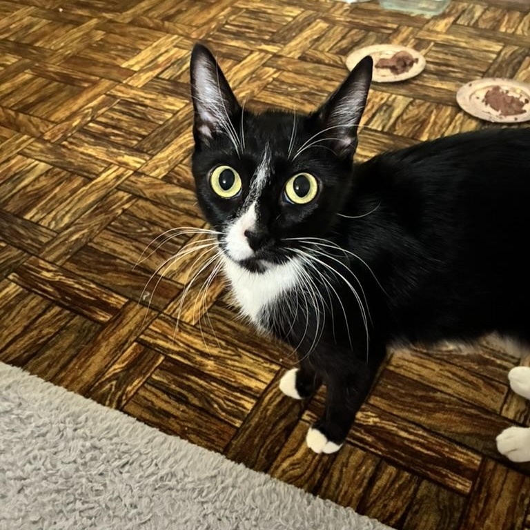 Enlarge Cleopatra, a ADOPTABLE Tuxedo in Farmington, MN image 2/2