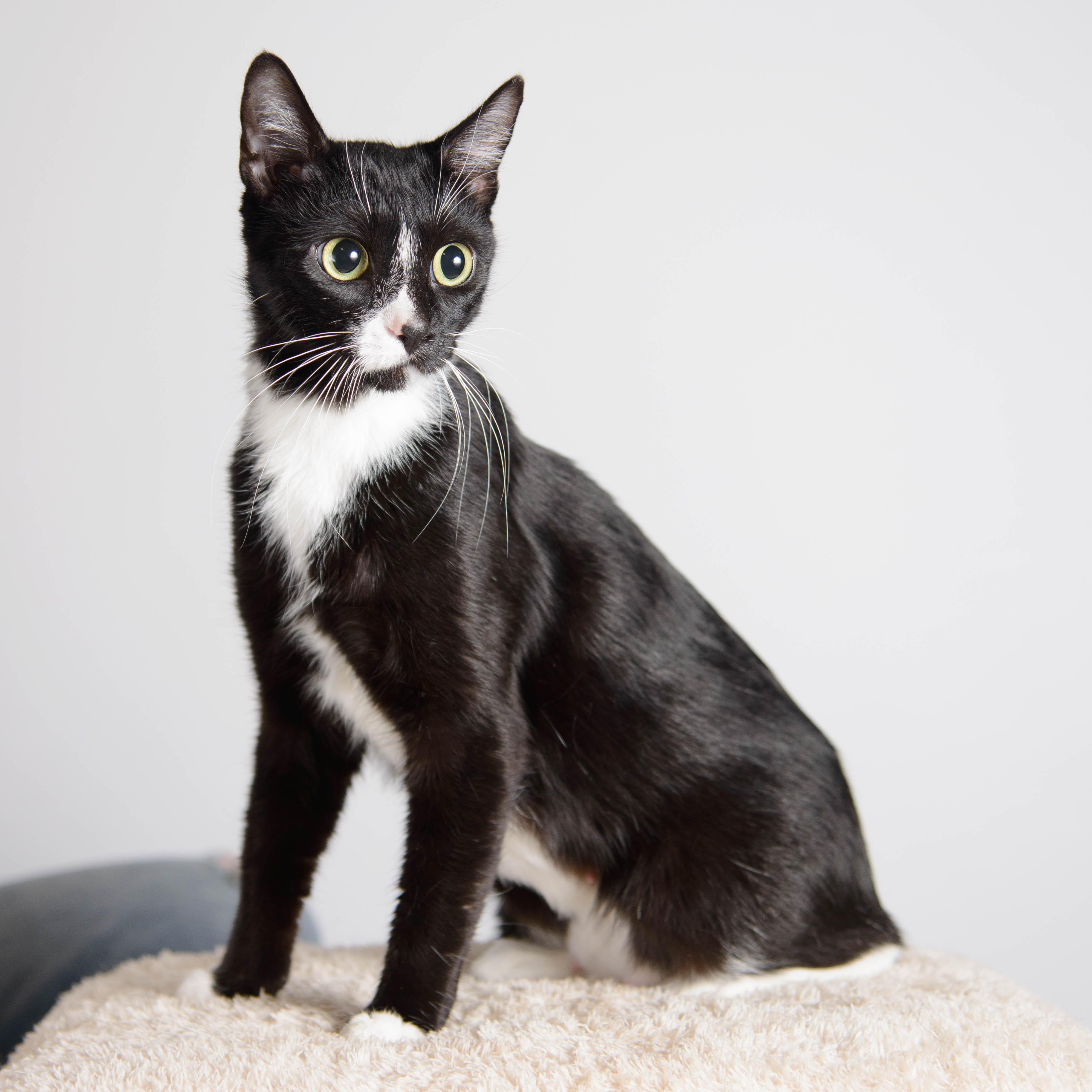 Cleopatra, ADOPTABLE, Adult Female Tuxedo.