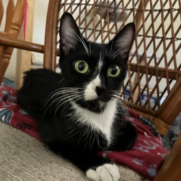 Cleopatra, ADOPTABLE, Adult Female Tuxedo.