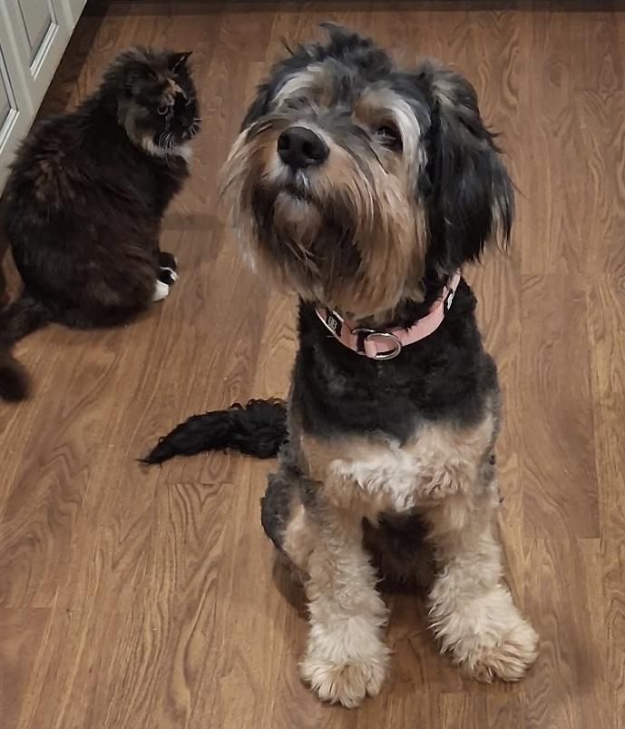 Enlarge Tennessee, a ADOPTABLE mixed breed in Maiden, NC image 3/5