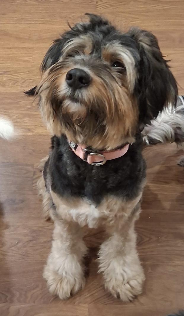 Enlarge Tennessee, a ADOPTABLE mixed breed in Maiden, NC image 2/5