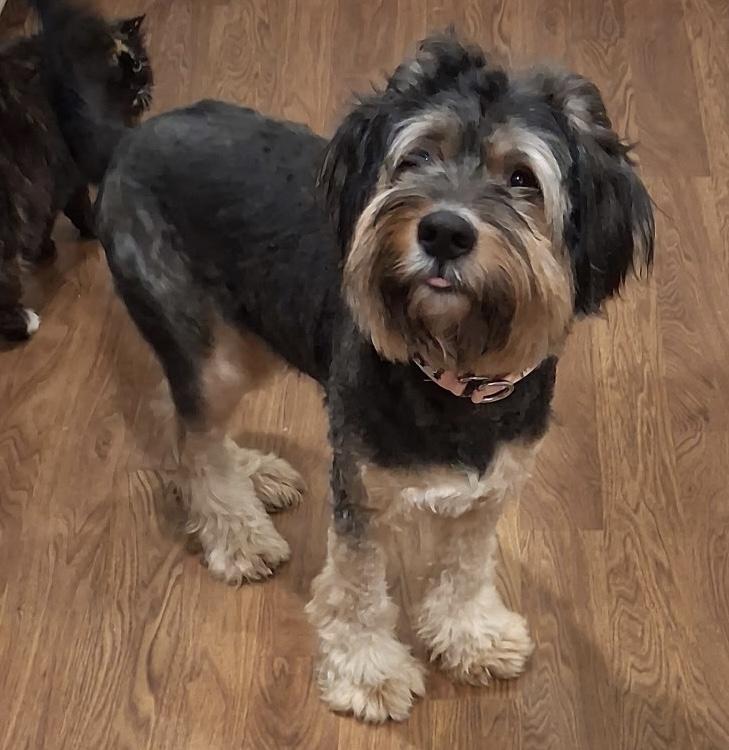 Enlarge Tennessee, a ADOPTABLE mixed breed in Maiden, NC image 1/5