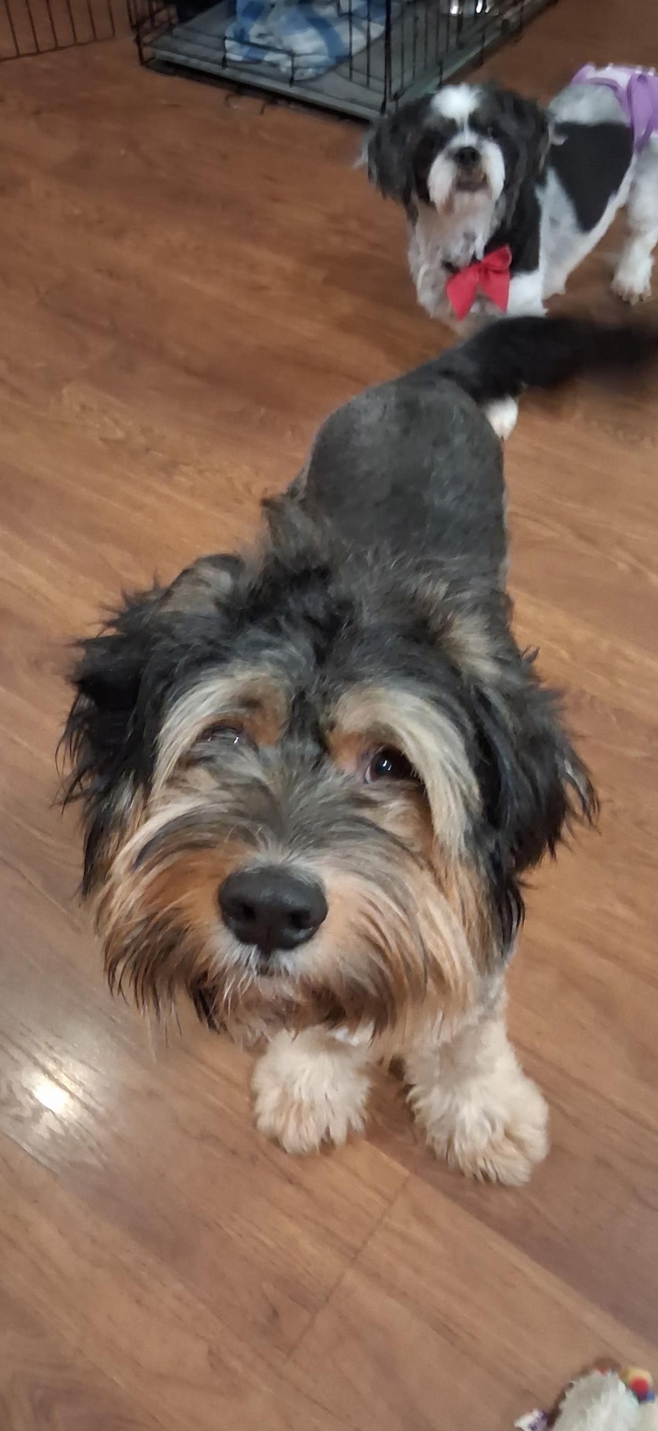 Enlarge Tennessee, a ADOPTABLE mixed breed in Maiden, NC image 5/5