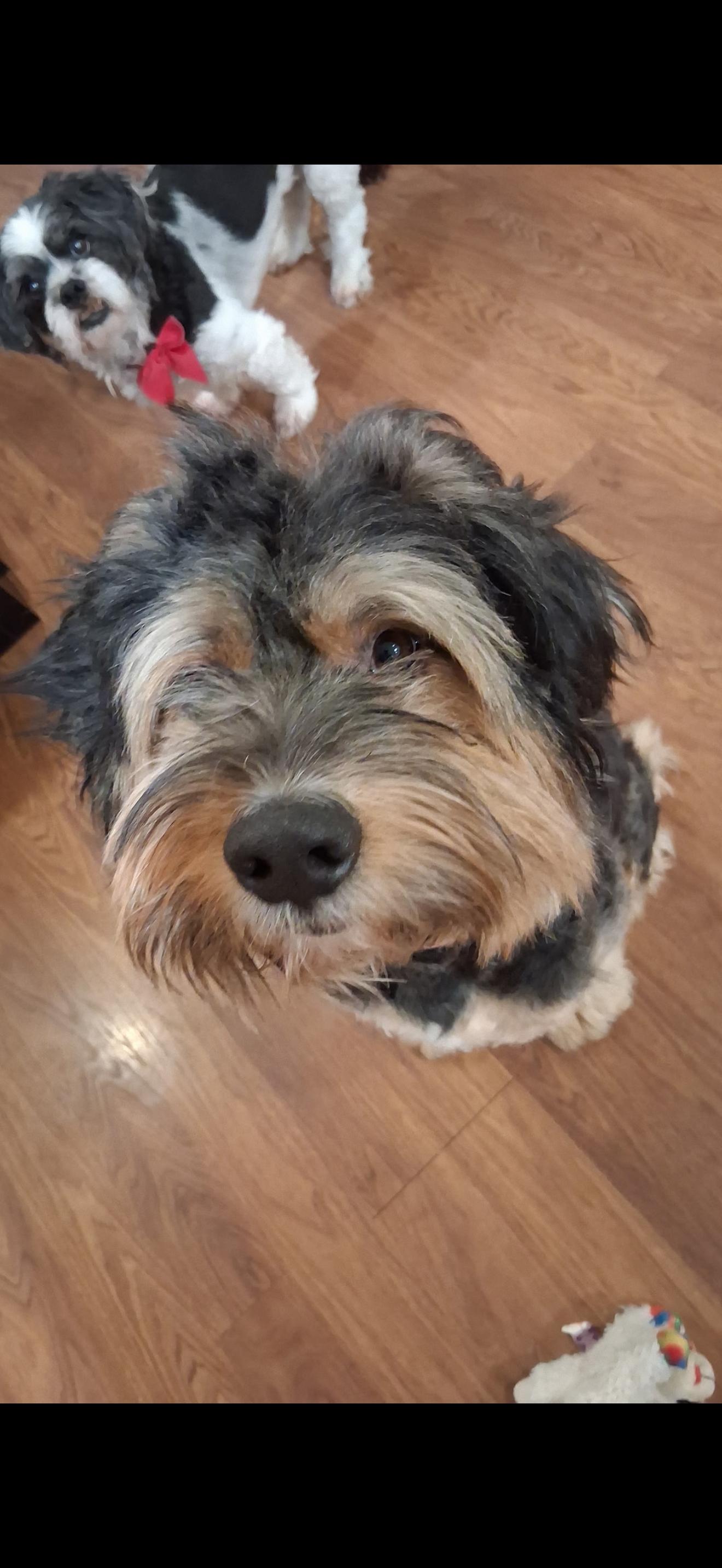 Enlarge Tennessee, a ADOPTABLE mixed breed in Maiden, NC image 4/5