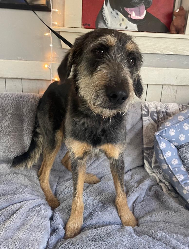 Enlarge Jinx, a Adoptable mixed breed in Fort Worth, TX image 1/3