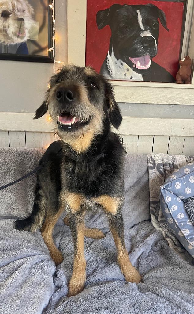 Enlarge Jinx, a Adoptable mixed breed in Fort Worth, TX image 2/3