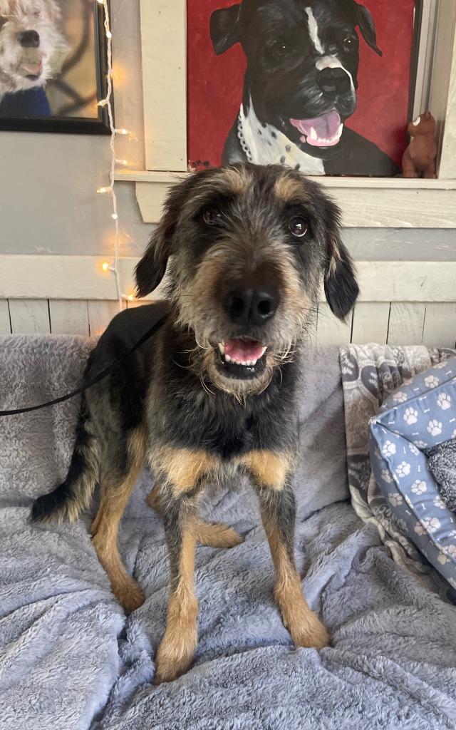 Enlarge Jinx, a Adoptable mixed breed in Fort Worth, TX image 3/3