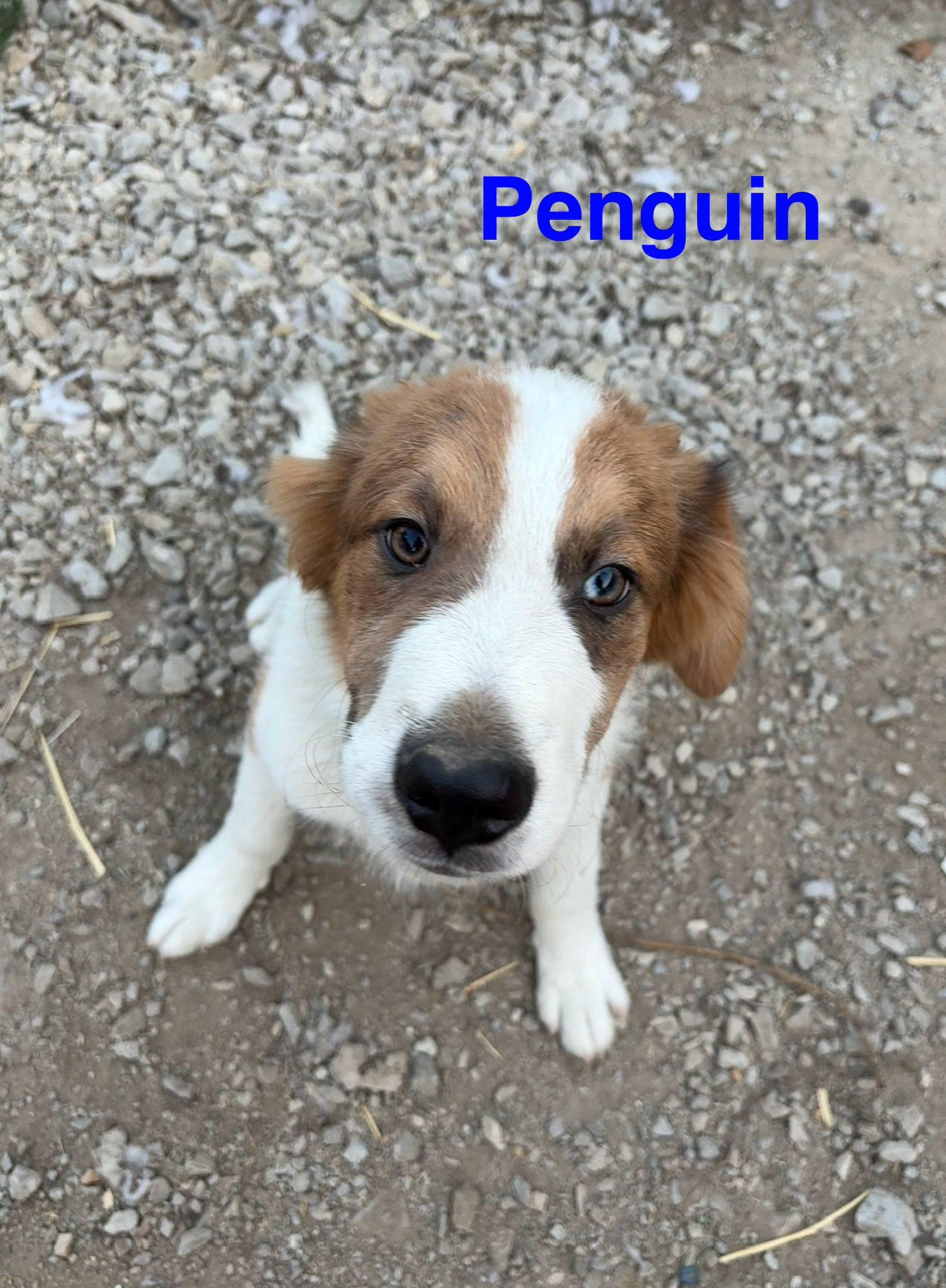 Penguin, Adoptable, Puppy Male Mixed Breed.